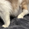 Ahri (bonded w/ Jynx) - Photo 17