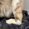 Ahri (bonded w/ Jynx) - Photo 16