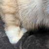 Ahri (bonded w/ Jynx) - Photo 18