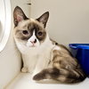 Ahri (bonded w/ Jynx) - Photo 12