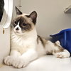 Ahri (bonded w/ Jynx) - Photo 10