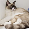 Ahri (bonded w/ Jynx) - Photo 14