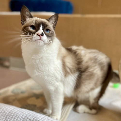 AHRI (BONDED W/ JYNX) - Snowshoe available for adoption