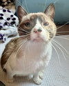 Ahri (bonded w/ Jynx) - Photo 7