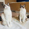 Ahri (bonded w/ Jynx) - Photo 2