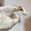 Ahri (bonded w/ Jynx) - Photo 4