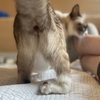 Ahri (bonded w/ Jynx) - Photo 5