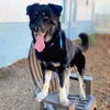 adoptable Dog in  named Sushi