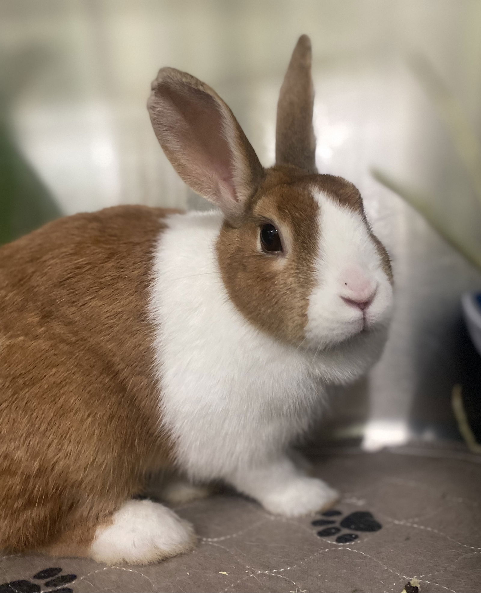 Coco Photo