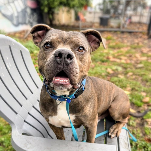 POTAHTO - American Pit Bull Terrier available for adoption