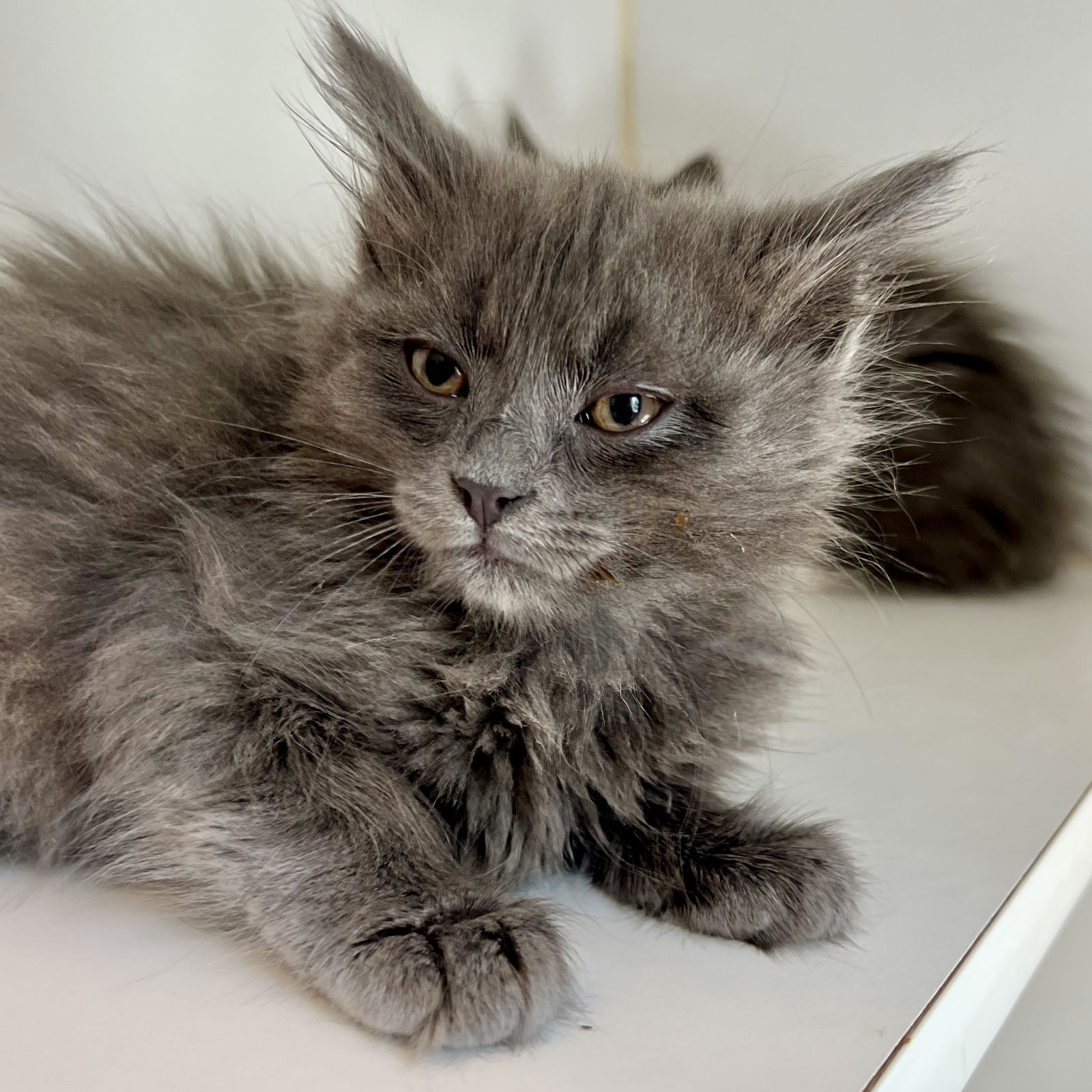 Clover (bonded w/ Charm) Photo
