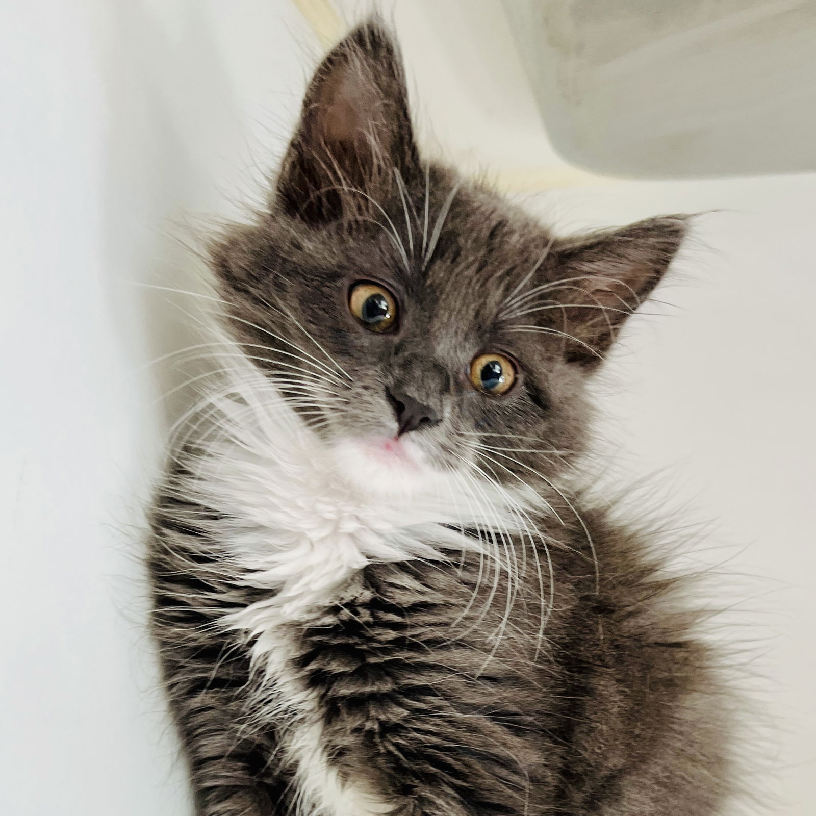 Charm (bonded w/ Clover) Photo