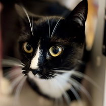 Cookie (bonded with Cali) Photo