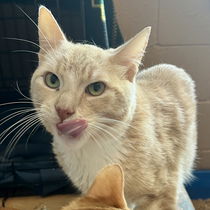 Sunkist(Bonded with Sunshine) Photo