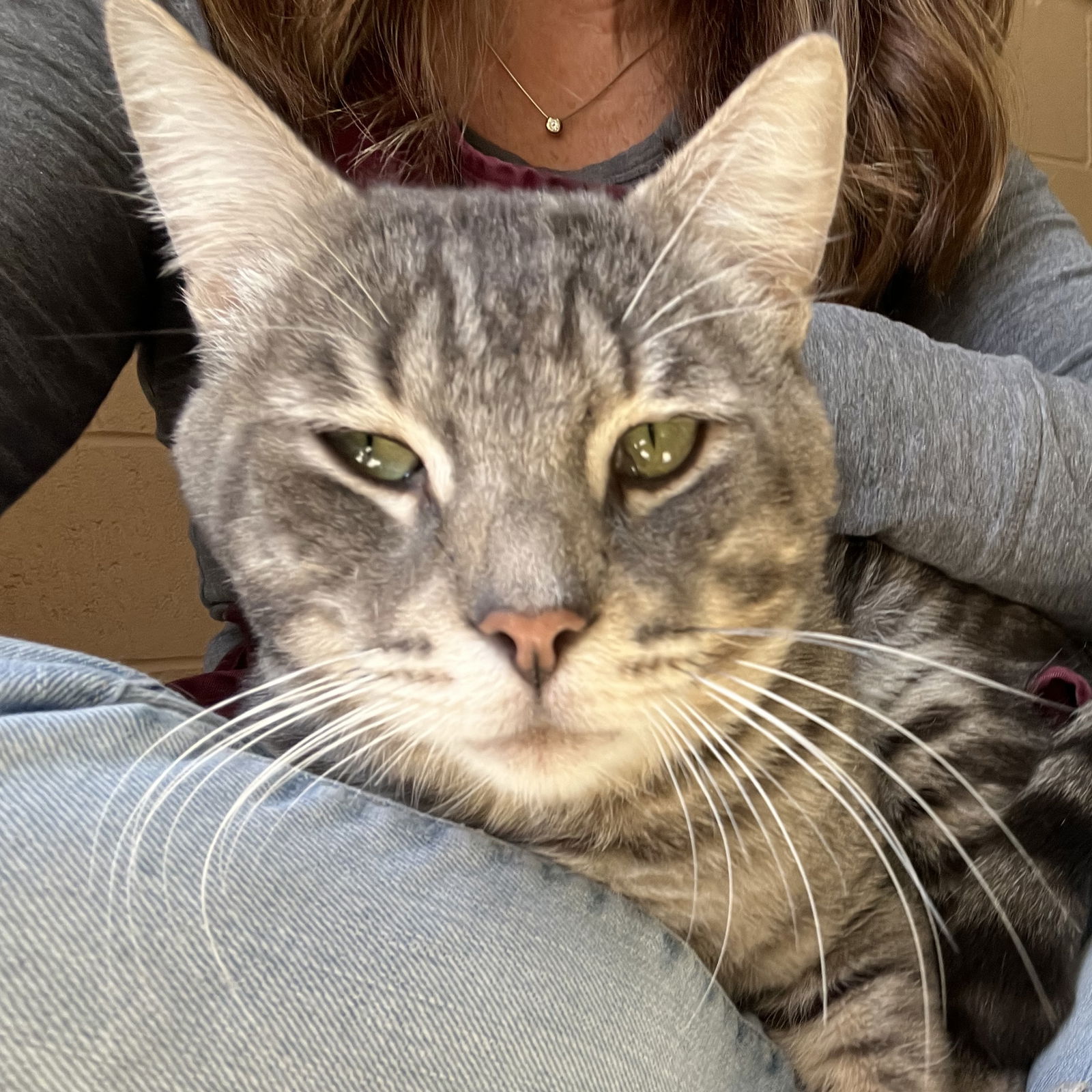 Monster Truck(Bonded with Stripe) Photo