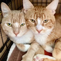 Sunshine(Bonded with Sunkist) Photo