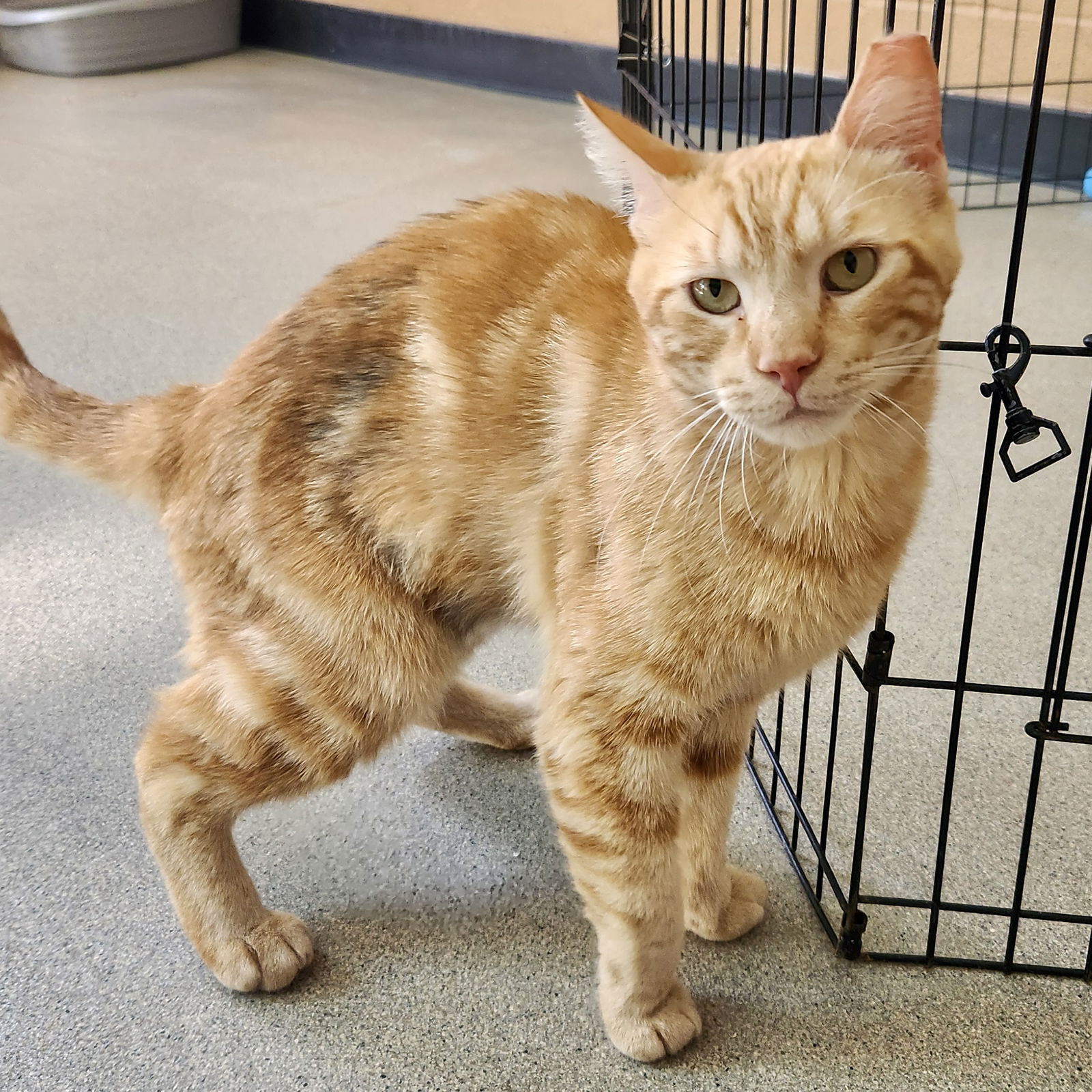 Stripe(Bonded with Monster Truck) Photo