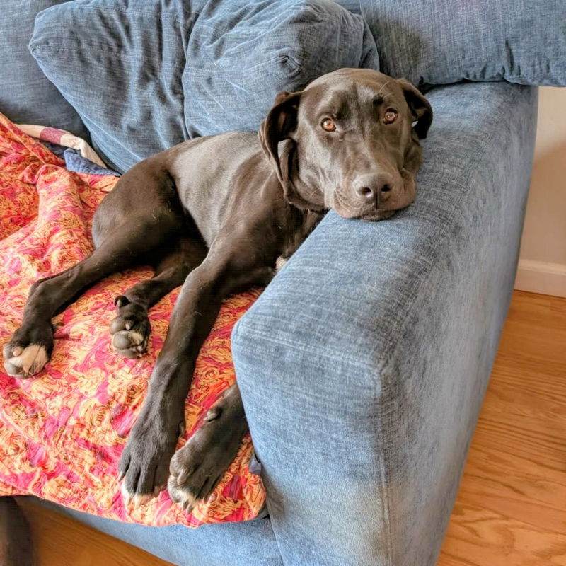Cocoa Bean Photo