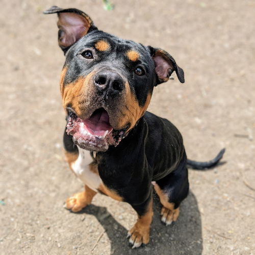 picture of the dog needing adoption