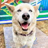 adoptable Dog in oakland, CA named Sky