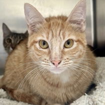 Nahla(Bonded with Selene) Photo