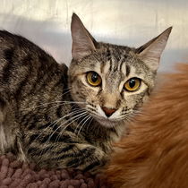Selene(Bonded with Nahla) Photo