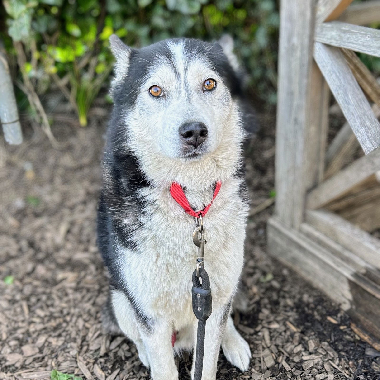 Bengy Photo