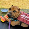 adoptable Dog in oakland, CA named Cappy
