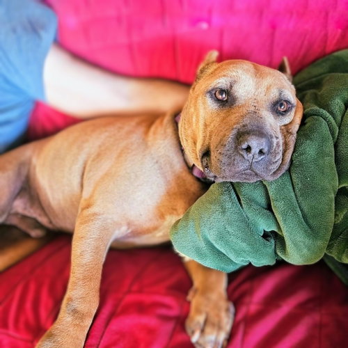 picture of the dog needing adoption