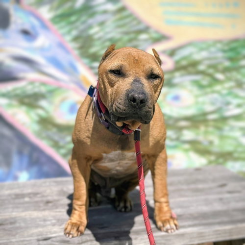 picture of the dog needing adoption