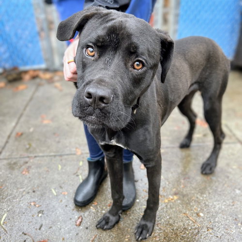 TWIZZLERS - Cane Corso Mastiff available for adoption