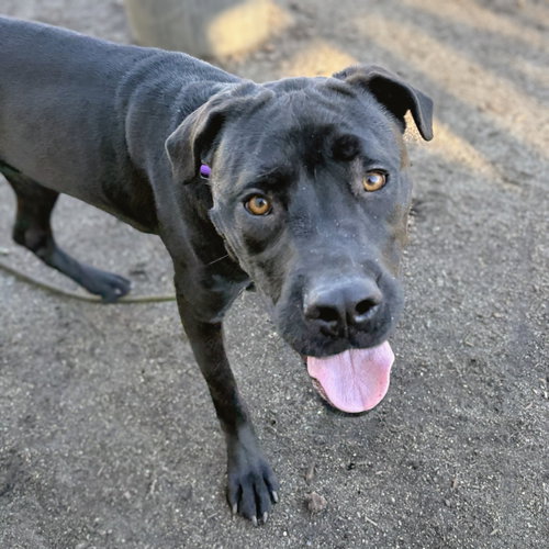 TWIZZLERS - Cane Corso Mastiff available for adoption
