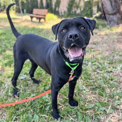 Hummus, an adoptable Cane Corso Mastiff in Oakland, CA
