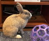 adoptable Rabbit in oakland, CA named Kilimanjaro