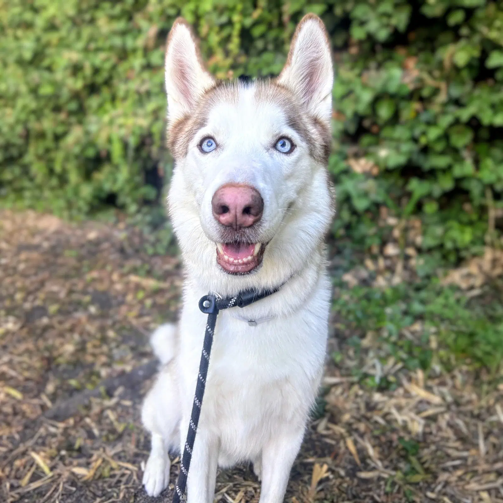 Zaza - Siberian Husky
