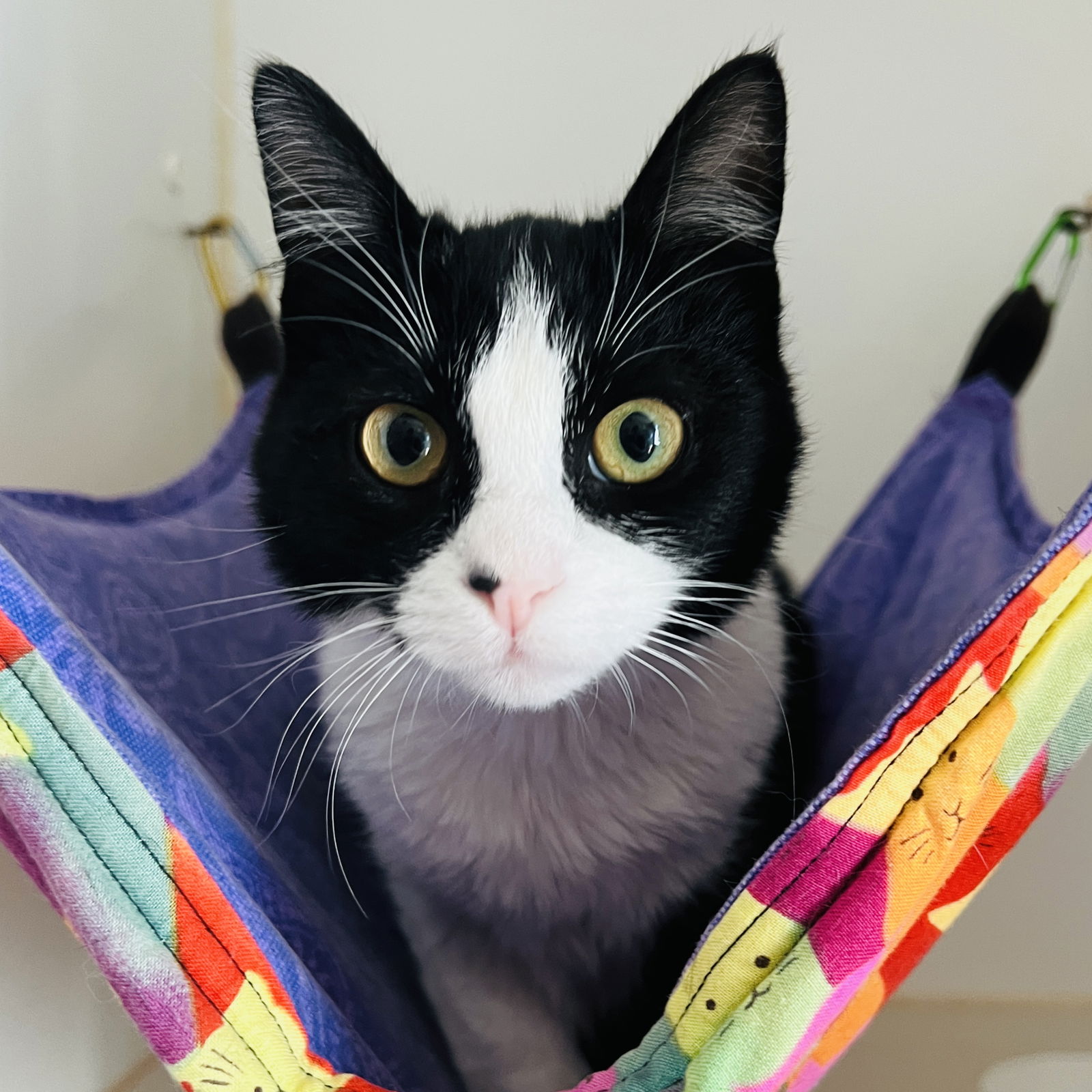 Lentil (Bonded with Quinoa) Photo