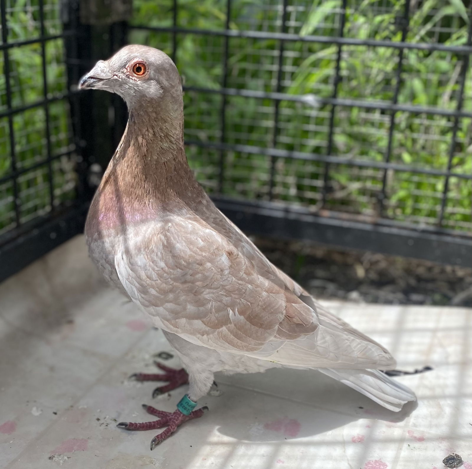 adoptable Bird in Oakland, CA named Sylvester