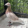 adoptable Bird in  named Sylvester