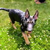 adoptable Dog in  named Pancho
