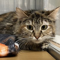 Lady Furrball Photo