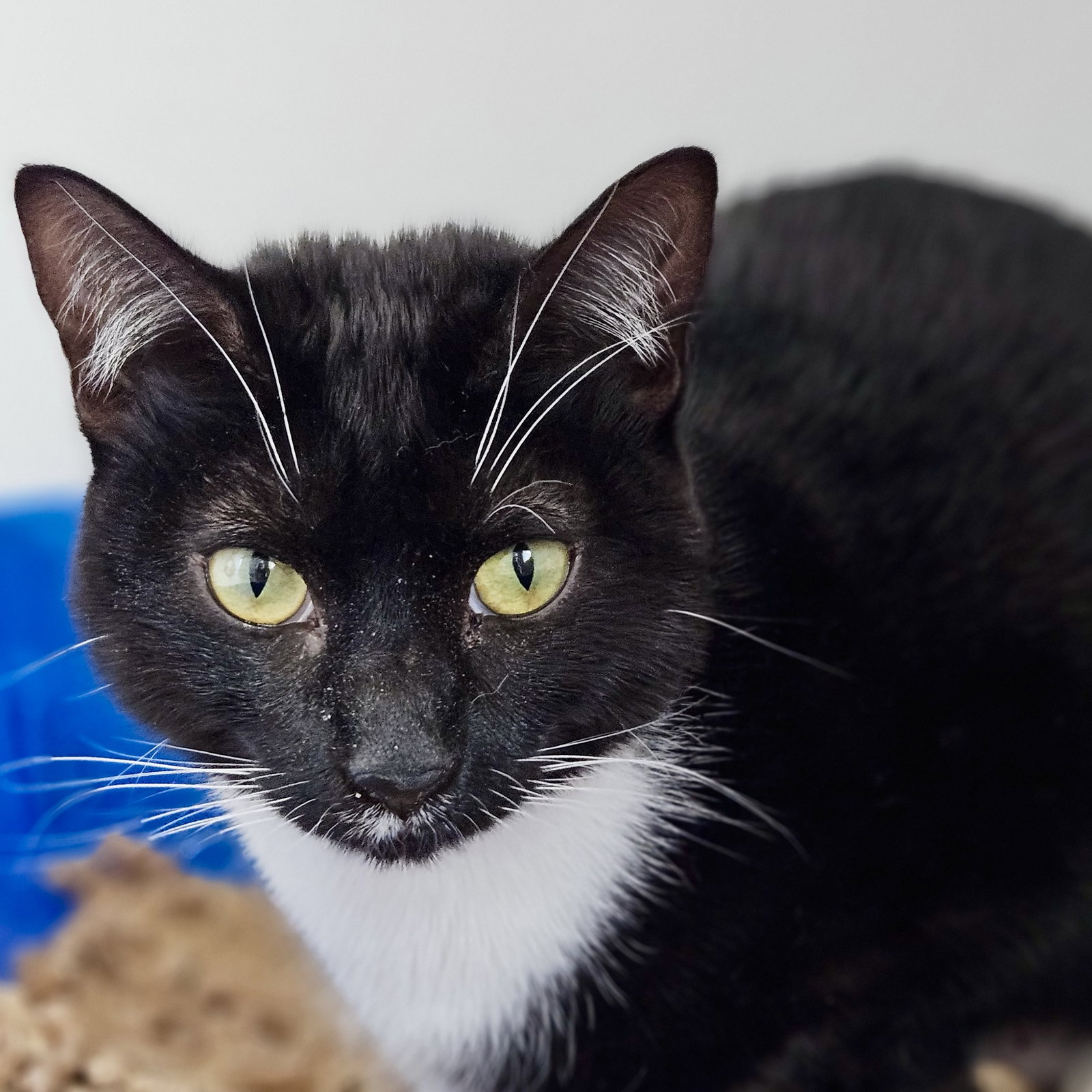 Kiki (bonded w/Ponyo) Image