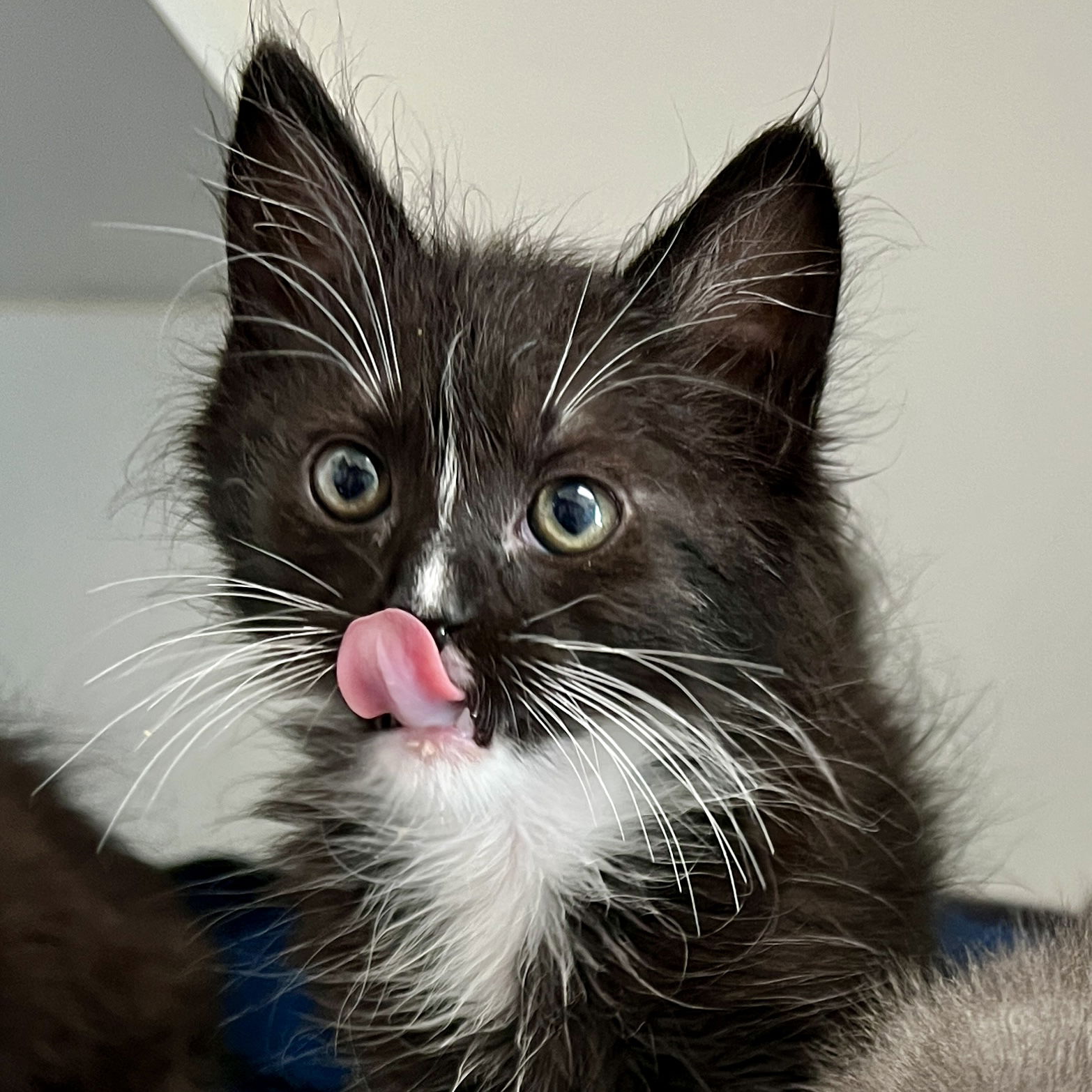 Calix (bonded w/ Totoro) Photo
