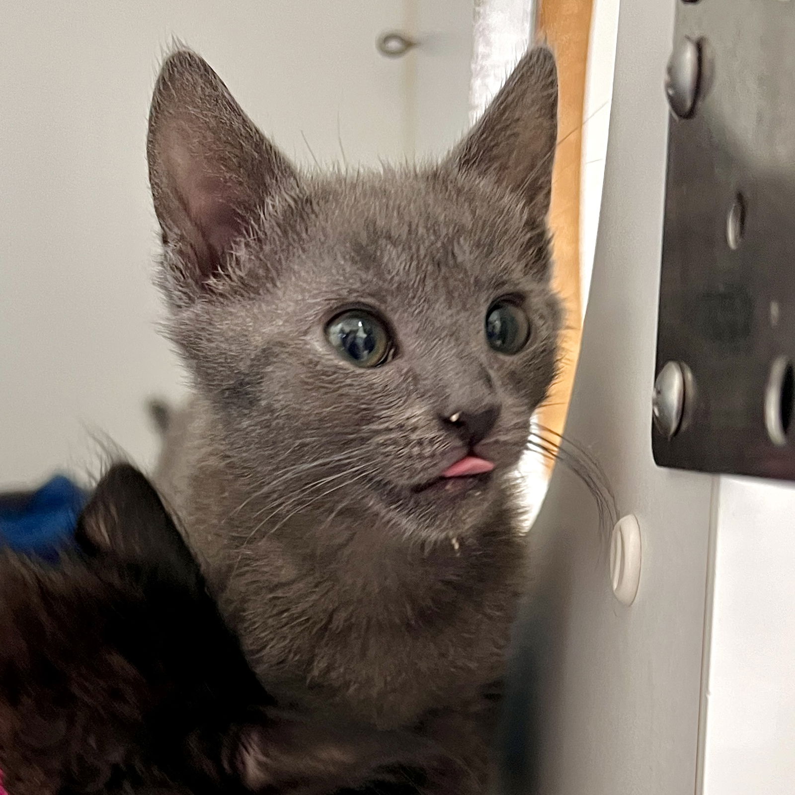 Totoro (bonded w/ Calix) Photo