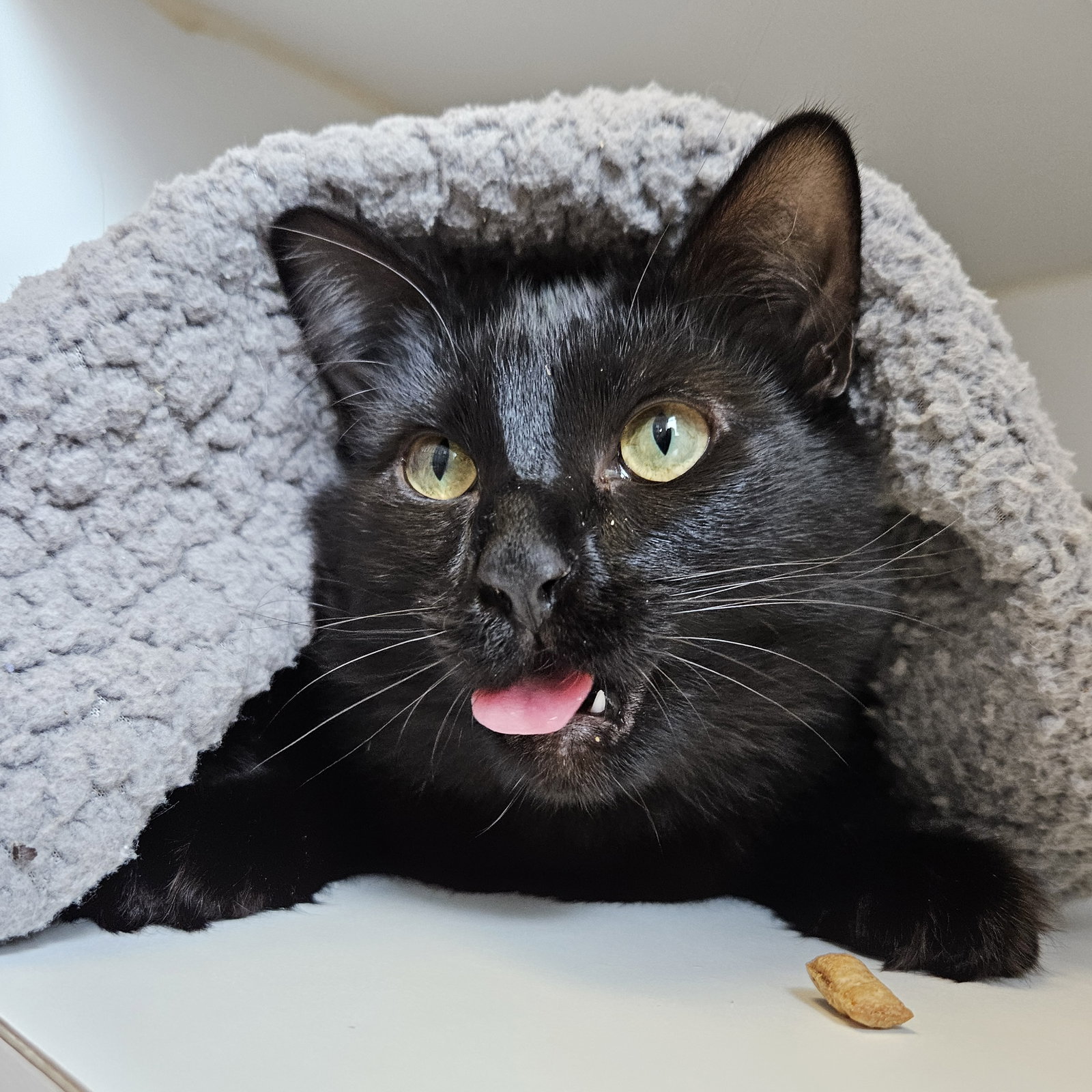 Ponyo (bonded w/Kiki) Image