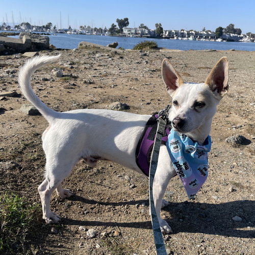 WRIGLEY - Jack Russell Terrier (Parson Russell Terrier) available for adoption