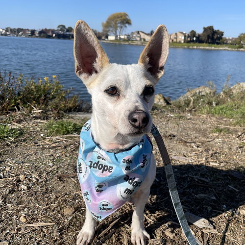 WRIGLEY - Jack Russell Terrier (Parson Russell Terrier) available for adoption