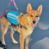 adoptable Dog in oakland, CA named Gracie