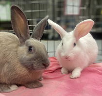 Ice (bonded w/ Spice) Photo