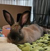 adoptable Rabbit in  named Ovaltine