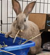 adoptable Rabbit in oakland, CA named YooHoo